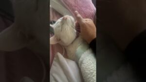 猫なでなで　#かわいい #かわいい猫 #しろねこ #白猫プロジェクト #雄猫