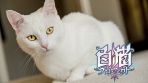 🔴白猫Project配信　～その心折れるまで～
