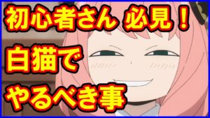 【白猫】初心者さんがやるべき事まとめ、キャラや装備事情も解説！「SPY×FAMILY」コラボを完全制覇する方法、これさえやれば絶対に大丈夫！
