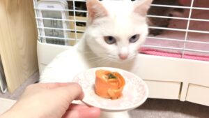 【白猫】猫用おせちをご馳走しようとしたのに、猫がワガママを炸裂させました！