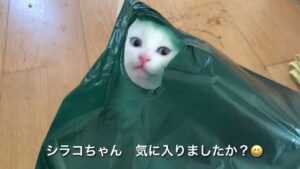 [白猫親子]お水の近くに袋を置いてはいけない😱