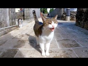 路地裏で出会ったキジ白猫ちゃんをナデナデすると付いてくるようになった