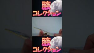 【腋コレクション】【白猫プロジェクト】エレノア ミニ色紙 風林火山 コロプラ【脇 ワキ armpit】