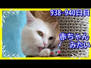 ネズミさんを赤ちゃんだと思ってる白猫。