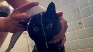 白猫になった黒猫〜そして清めらるる〜　Black cat bathing