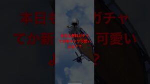 #白猫プロジェクト  #無料ガチャ　#可愛い