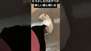 【白猫】おねだり猫VS飼い主【保護猫】#shorts