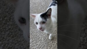 白猫プロジェクト🐈 #japan #travel