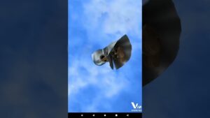 【白猫プロジェクト】リコリスリコイルコラボ単発無料ガチャ(2日目)#白猫プロジェクト#リコリスリコイル#shorts