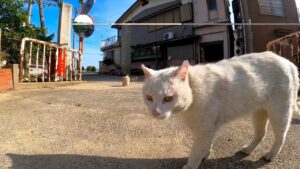 白猫ちゃんの縄張りパトロール