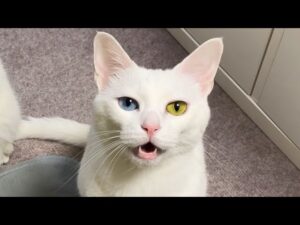 オッドアイ白猫が大声で鳴いて呼ぶので行ってみたら…