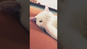 休日のはくちゃん #白猫プロジェクト #ふわふわ #まったり #可愛い猫 #寝落ち #顔洗う#ぺろぺろ #白猫 #youtube #youtubeshorts