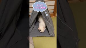白猫のテントチャレンジ#チャレンジ #白猫プロジェクト #テント