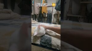 【幸福を呼ぶ白猫😻】オッドアイのブランコ君👀‼️猫AIDS猫🐱