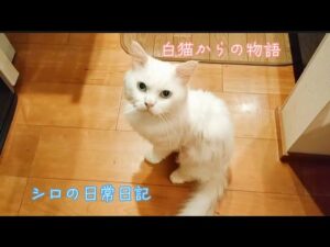 「白猫からの物語」シロの日常日記　　シロが私に心を開くまで・・・　