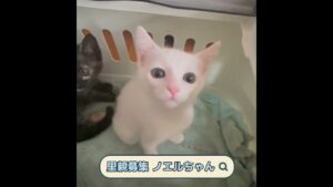 里親募集 白猫ノエルちゃん