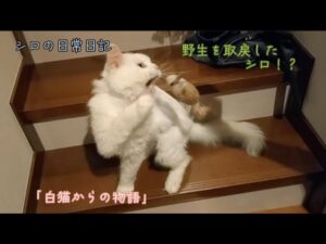 「白猫からの物語」シロの日常日記　シロ野生を取り戻す？！　元飼猫生活の哀しい思い出？