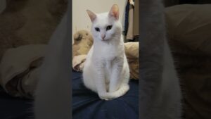【可愛い白猫】２万再生された保護猫‼️😻ブランコ君の今日の様子⁉️🐱