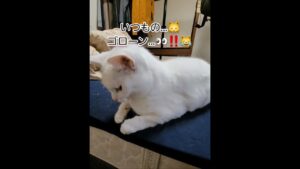 【白猫】可愛くて仕方ない‼️😻ブランコ君の頭の中を覗いてみたいです…⁉️😅