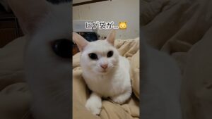 【可愛い白猫❣️😻】枕元でナニやら⁉️🐱今朝もブツブツ話しかけて…⁉️😅