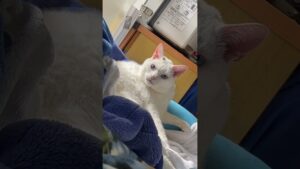 16秒ぐらいこっちを見てくる大魔神白猫