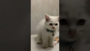 生まれたフィリピン白猫　2023年12月29日