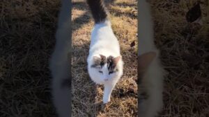 シロチ監督のジャンプレッスンデモ#horse #cat #catlover #白猫 #牧場