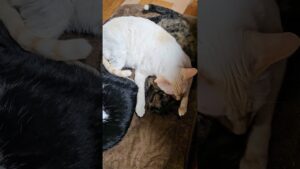 『仲良し』#short#猫#白黒#白猫#サビ猫#ストーブ#寝る