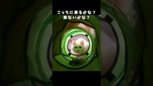 こっちに来るかな？来ないかな？ #shorts #白猫しろたん #トンネル遊び