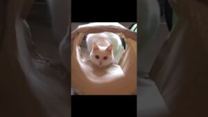 来る〜きっと来る〜 #shorts #白猫しろたん #トンネル遊び