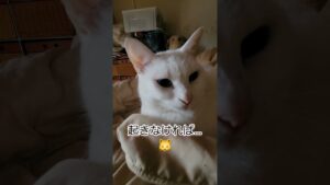 【時間よ止まれ～⁉️😅】可愛いけど…困ります…⁉️😹平和な白猫…‼️😻今朝も寝坊助さん⁉️😅