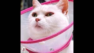 白猫ラムの目が大変なことに！　#猫 #マンチカン #短足