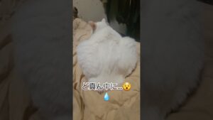 【可愛い白猫❗😻】後ろ姿が白鳥のような…⁉️🐱ブランコ君重いです…‼️😵💧