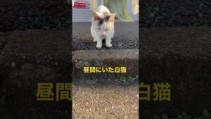 昼間にいた白猫