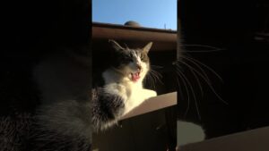 にゃって鳴いた瞬間にあくびする きじ白猫