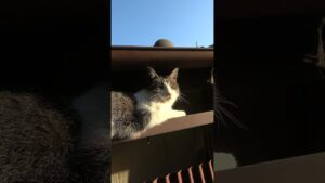 屋根の下の隙間でにゃーにゃー きじ白猫