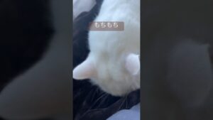 一生懸命もちもちするちゃー　#白猫 #ねこのいる生活