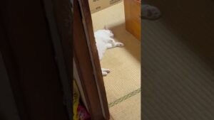 忍び寄る気配を感じた覚醒ハイパー白猫