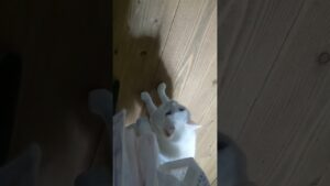 毎年餅を作っていると大体白猫はなちゃんが近くにいる😆