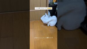 【笑える〜タマのその開け方🤣】 #白猫 #癒し #戸を開ける猫