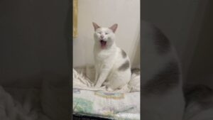 あくびをする白猫　yawning white cat #shorts