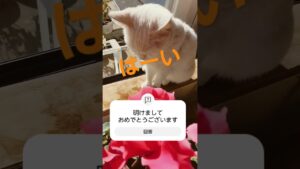 あきちやん#白猫#cat♯新年#shorte