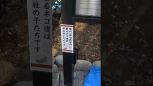 明けましておめでとうございます 出会えると幸運 福白猫