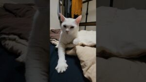 【年越し前に成功なったか…⁉️🐱】白猫ブランコ君の…👀‼️😸特技…⁉️🐱