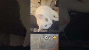 【可愛い白猫⁉️😹】珍しく要求が激しいブランコ君⁉️#保護猫