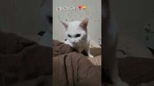 【可愛い白猫❣️😻】癒しを与えてくれる芸達者なブランコ君❗😸#保護猫