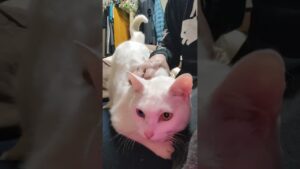 【保護猫】尻尾が？😸超甘えん坊のブランコ君❣️#白猫#オッドアイ猫 #猫エイズ #保護猫#保護活動