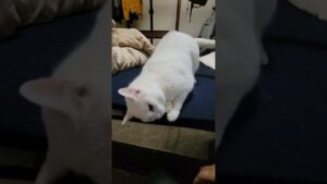 【可愛いすぎる白猫❣️😻】白い猫は警戒心が強いと言われているが…⁉️🐱#保護猫#保護活動#白猫#オッドアイ