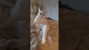 【なになになに⁉️🐱】不思議な白猫❗🙀#保護猫#ブランコ#保護活動#猫エイズ#茨城県