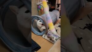 速攻で獲物狩りする白猫#shorts